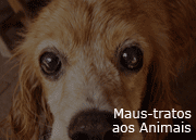 Maus Tratos aos Animais