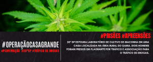 Operação Casa Grande:  PCDF prende traficantes e estoura laboratório de plantação de maconha