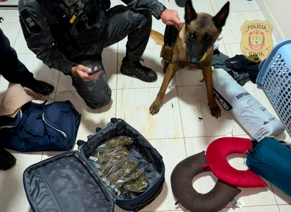 PCDF faz operação e prende homem com estufa para produção de cannabis sativa