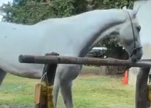 Homem é preso por maus-tratos a animal